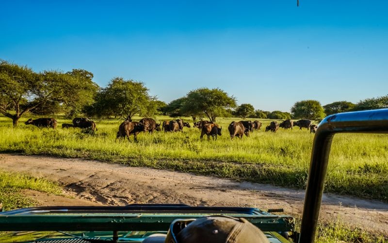 AfriCamps-Hoedspruit-Gamedrive2